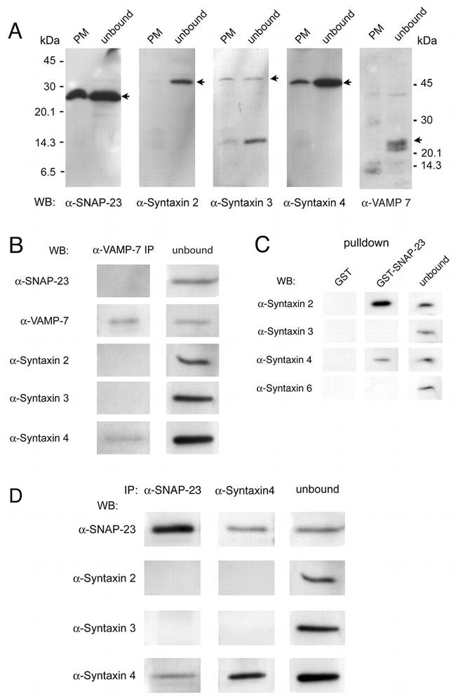 SNAP23 Antibody in Western Blot, Immunoprecipitation (WB, IP)