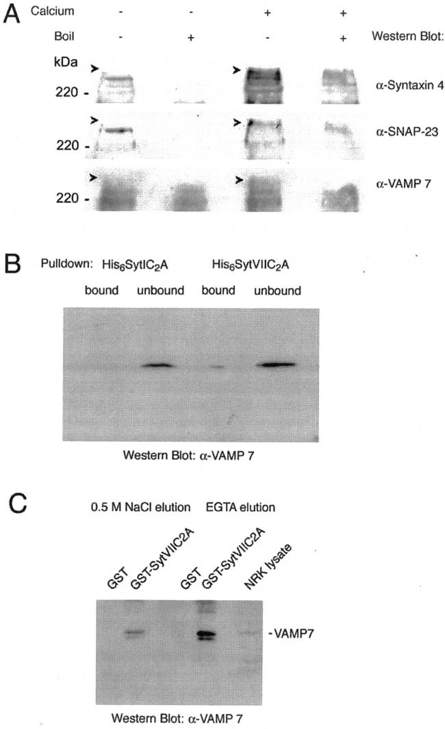 SNAP23 Antibody in Western Blot (WB)