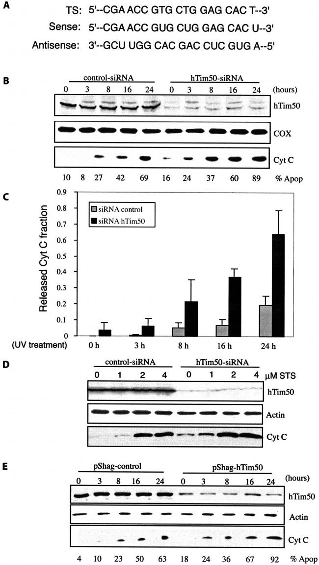 MTCO2 Antibody in Western Blot (WB)