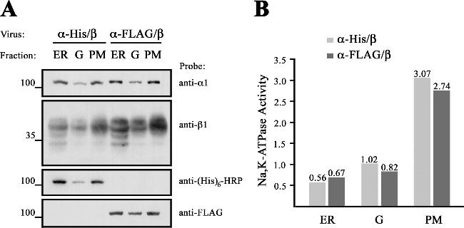 ATP1B1 Antibody in Western Blot (WB)