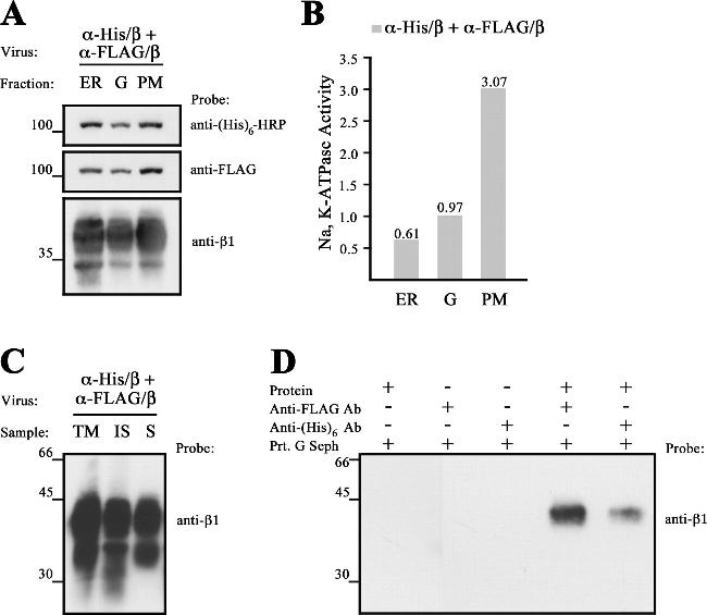 ATP1B1 Antibody in Western Blot (WB)