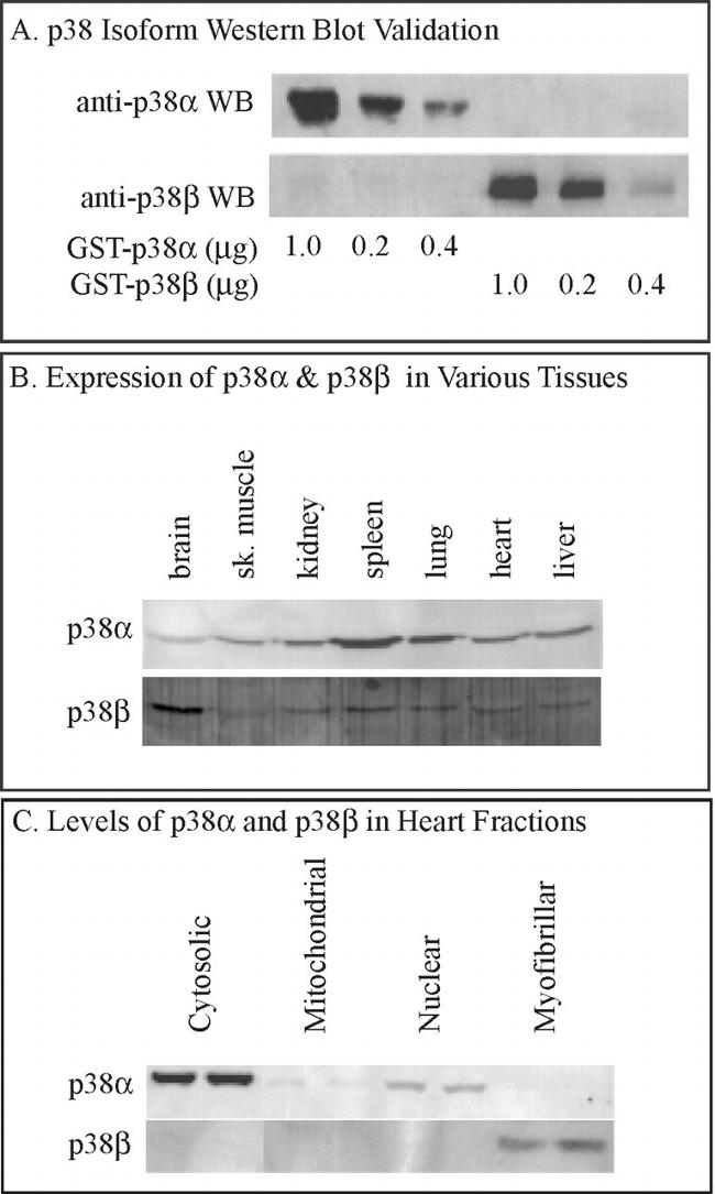 p38 MAPK beta Antibody in Western Blot (WB)