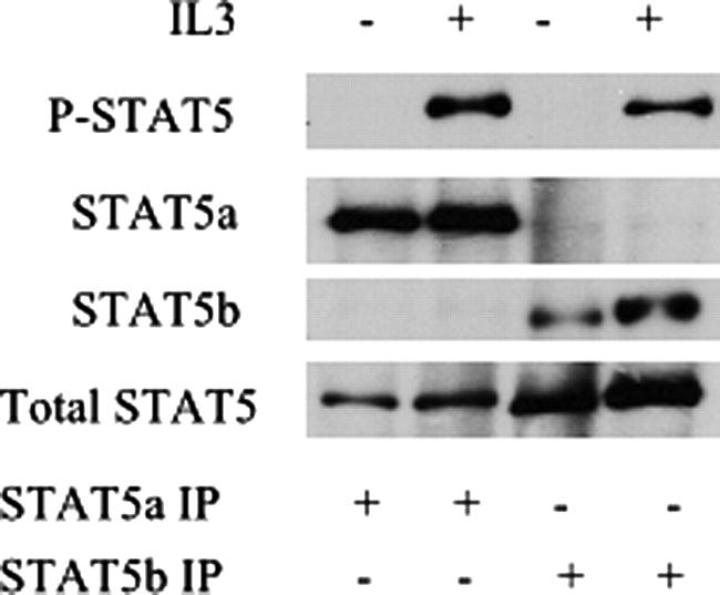 STAT5 beta Antibody in Western Blot, Immunoprecipitation (WB, IP)