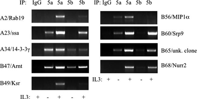 STAT5 beta Antibody in ChIP Assay (ChIP)