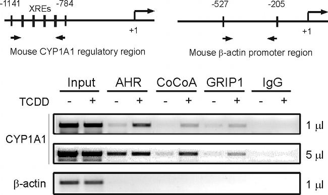 AHR Antibody in ChIP Assay (ChIP)