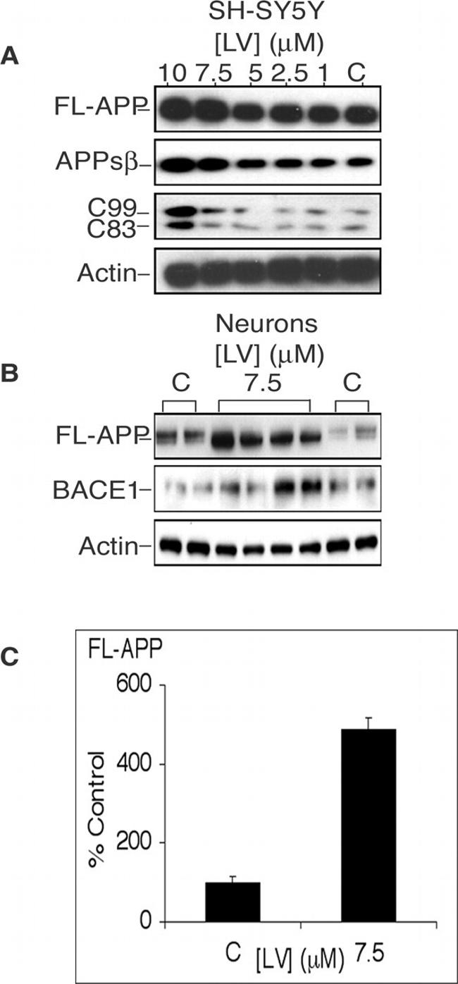 BACE1 Antibody in Western Blot (WB)