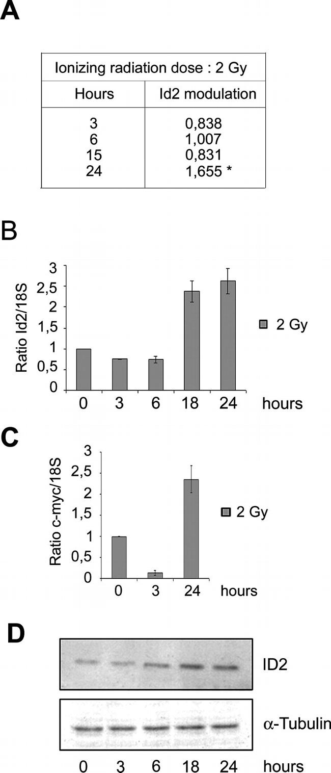 alpha Tubulin Antibody in Western Blot (WB)