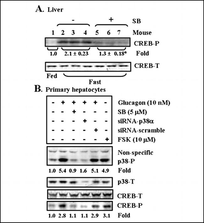 Phospho-p38 MAPK (Thr180, Tyr182) Antibody in Western Blot (WB)