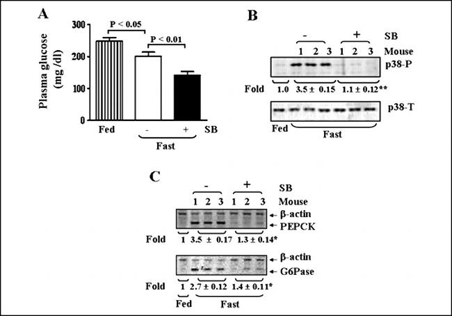 Phospho-p38 MAPK (Thr180, Tyr182) Antibody in Western Blot (WB)