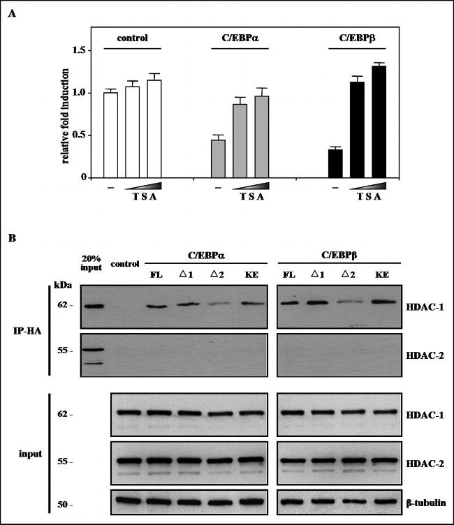 HDAC2 Antibody in Western Blot (WB)