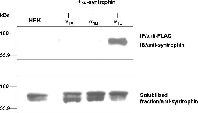 SNTB2 Antibody in Western Blot (WB)