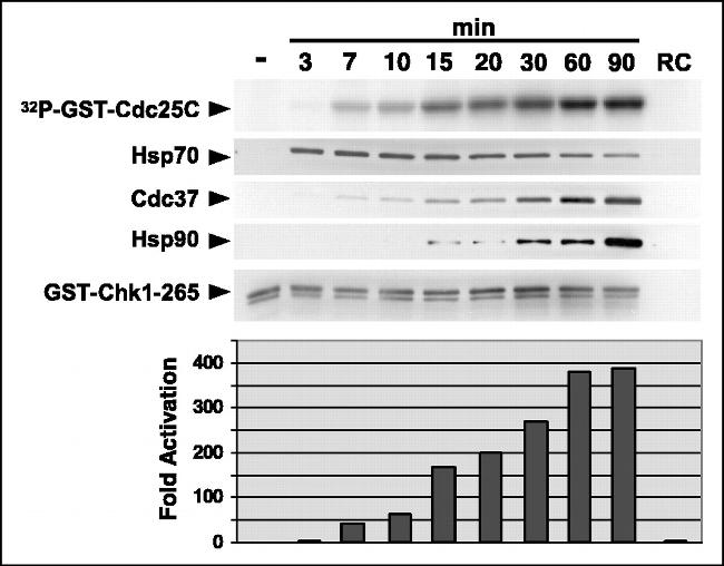 Cdc37 Antibody in Western Blot (WB)