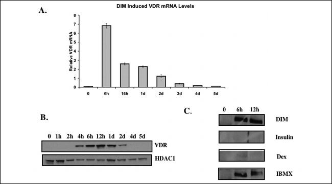 VDR Antibody in Western Blot (WB)