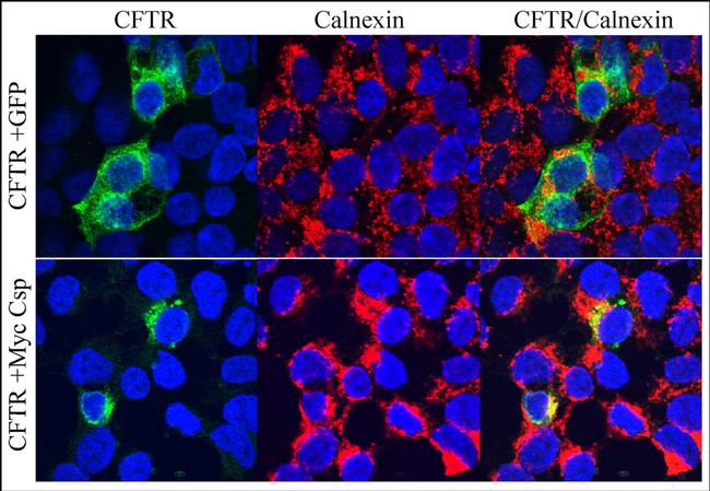 Calnexin Antibody in Immunocytochemistry (ICC/IF)