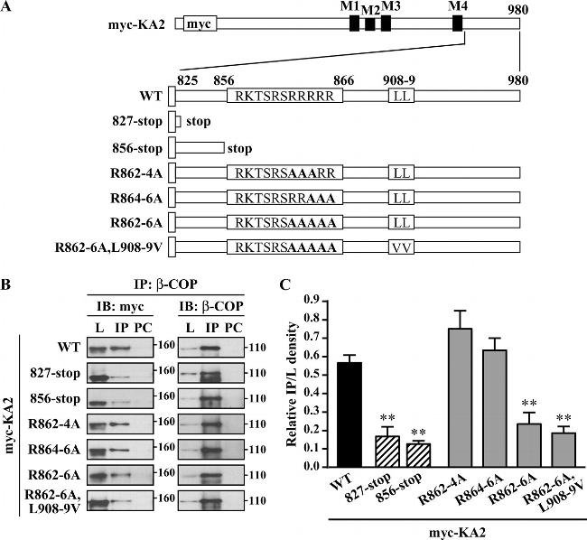 beta COP Antibody in Western Blot, Immunoprecipitation (WB, IP)