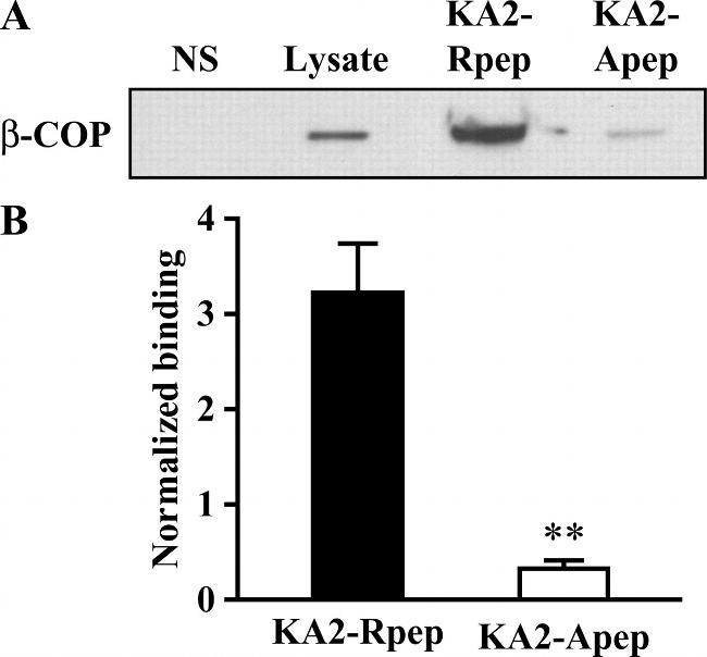 beta COP Antibody in Western Blot (WB)