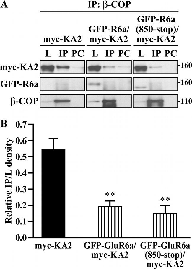 beta COP Antibody in Western Blot, Immunoprecipitation (WB, IP)