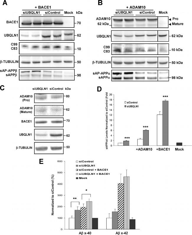 BACE1 Antibody in Western Blot (WB)