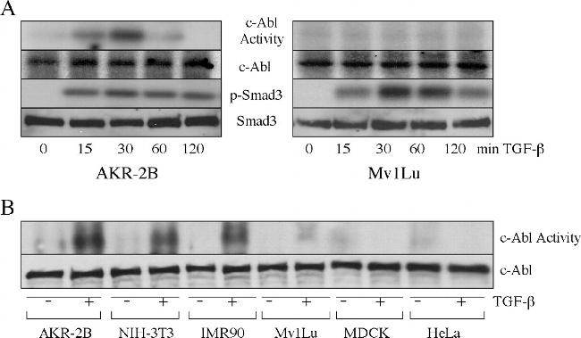 SMAD3 Antibody in Western Blot (WB)