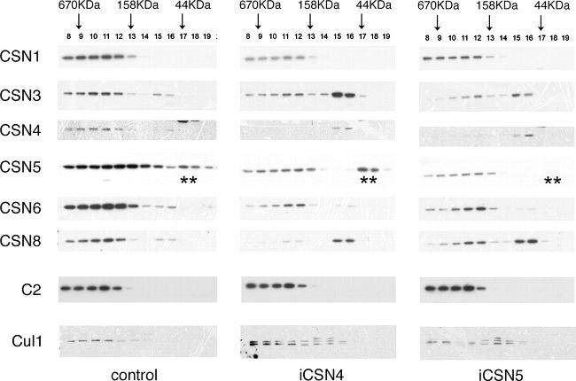 Cullin 1 Antibody in Western Blot (WB)