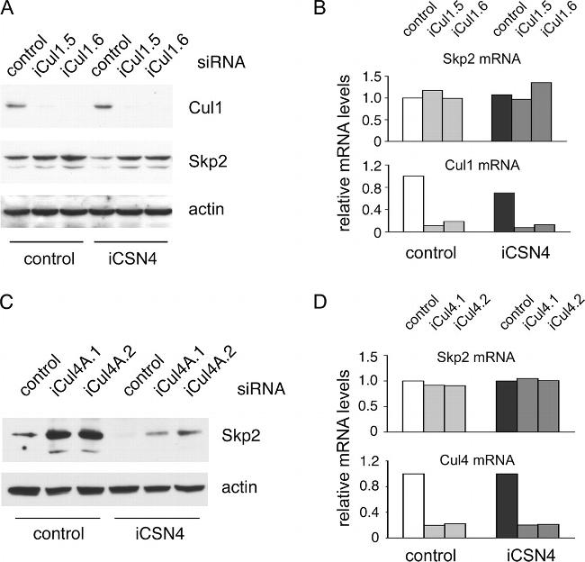 Cullin 1 Antibody in Western Blot (WB)