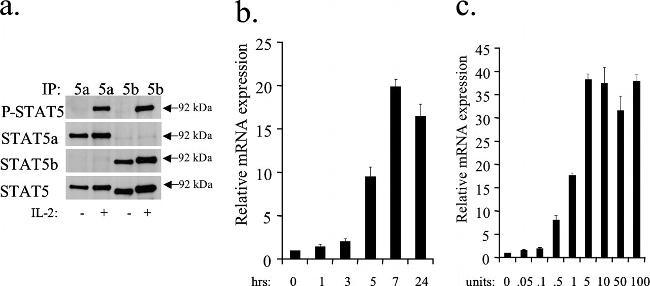 STAT5 beta Antibody in Western Blot, Immunoprecipitation (WB, IP)