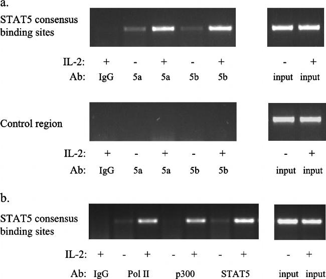 STAT5 beta Antibody in Immunoprecipitation (IP)