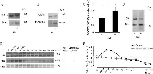 Phospho-GSK3B (Tyr216, Tyr279) Antibody in Western Blot (WB)