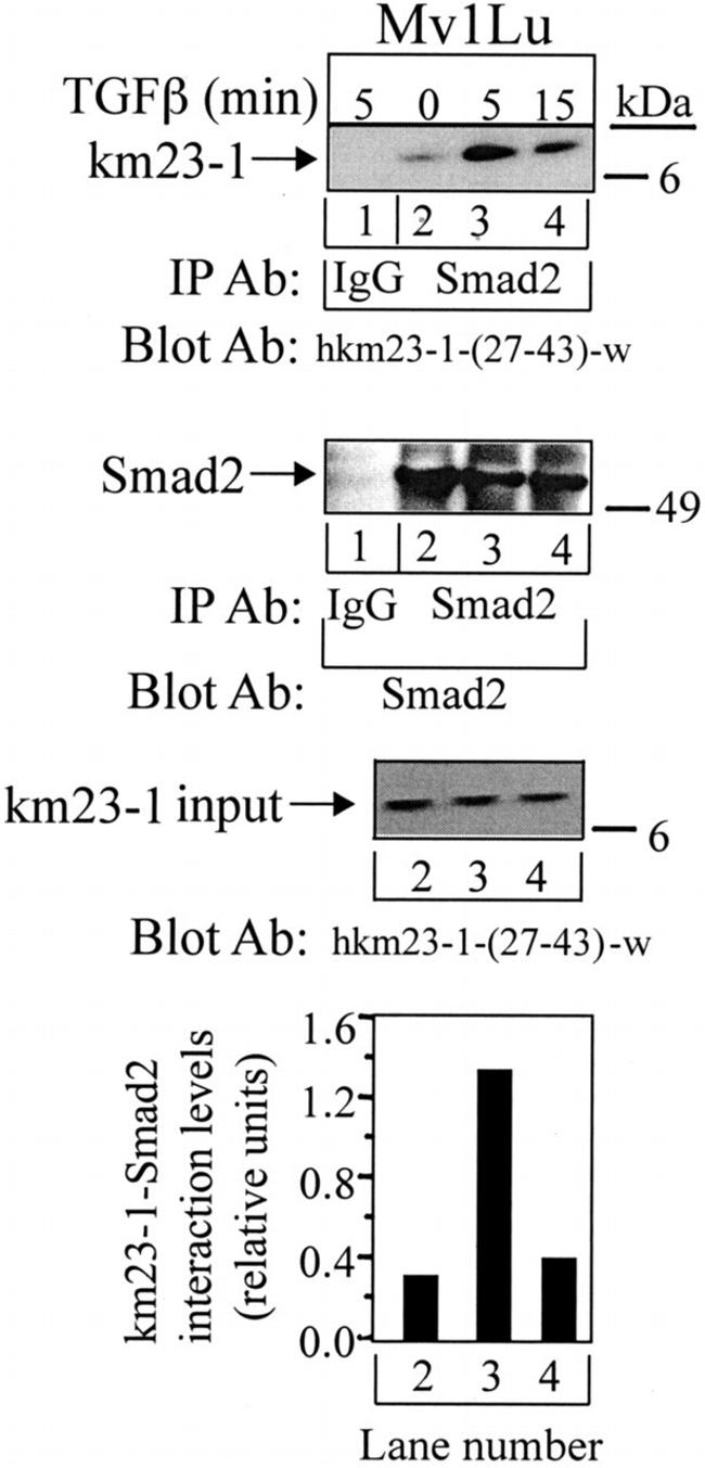 SMAD2 Antibody in Western Blot, Immunoprecipitation (WB, IP)