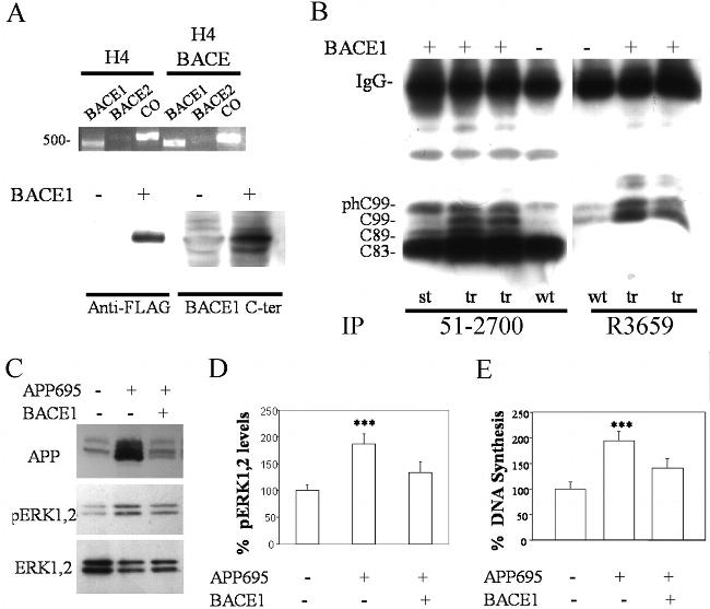 Amyloid Precursor Protein Antibody in Western Blot, Immunoprecipitation (WB, IP)