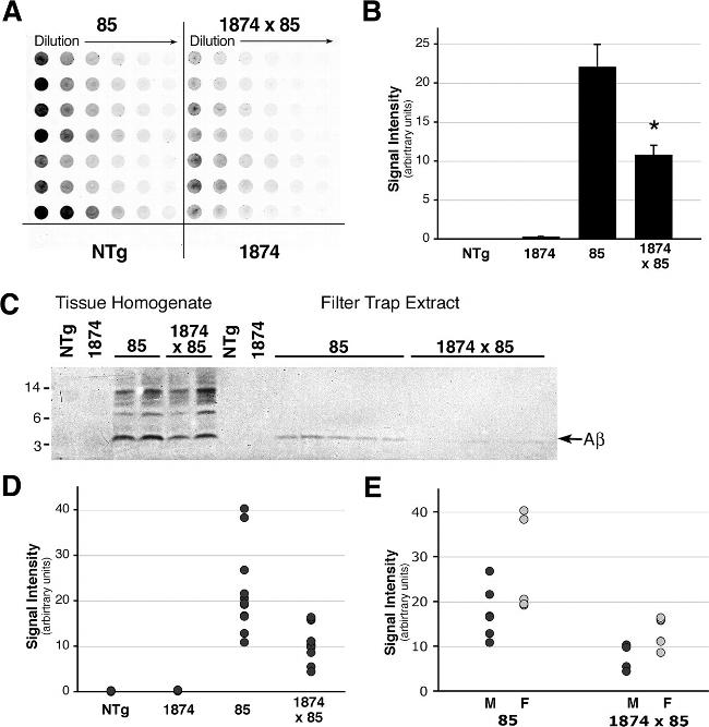 beta Amyloid Antibody in Dot Blot (DB)