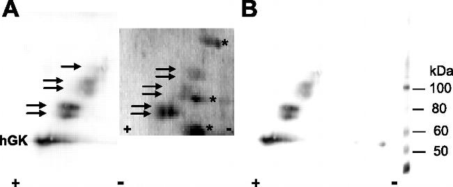 Ubiquitin Antibody in Western Blot (WB)