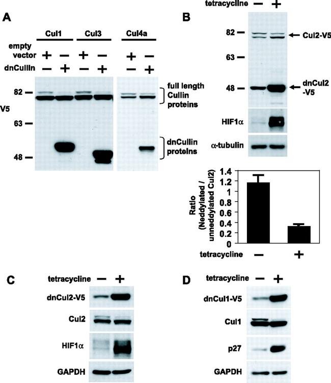 Cullin 2 Antibody in Western Blot (WB)