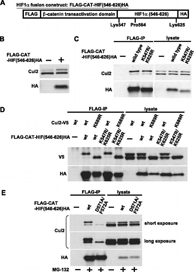 Cullin 2 Antibody in Western Blot (WB)