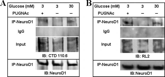 O-linked N-acetylglucosamine (O-GlcNAc) Antibody in Western Blot (WB)