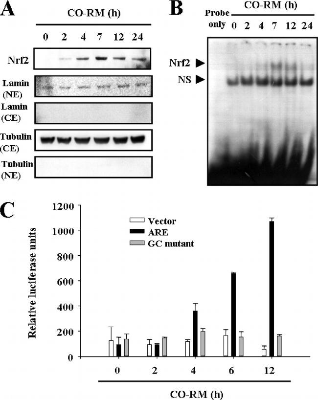 alpha Tubulin Antibody in Western Blot (WB)