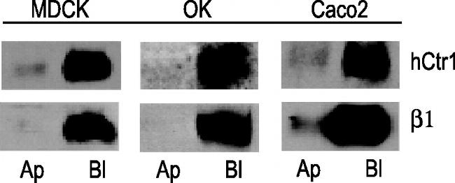 ATP1B1 Antibody in Western Blot (WB)