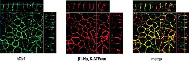 ATP1B1 Antibody in Immunocytochemistry (ICC/IF)