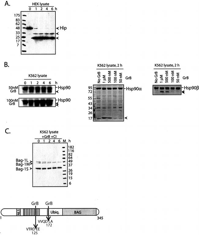 HIP Antibody in Western Blot (WB)