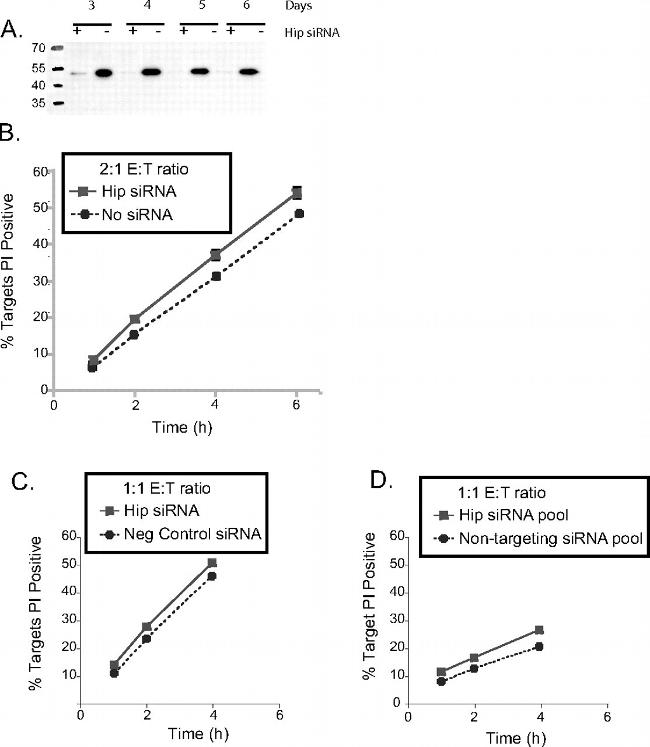 HIP Antibody in Western Blot (WB)