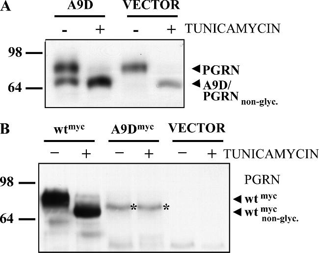 PCDGF Antibody in Western Blot (WB)