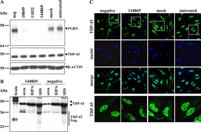 PCDGF Antibody in Western Blot (WB)