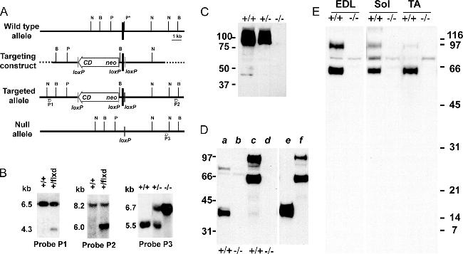 Triadin Antibody in Western Blot (WB)