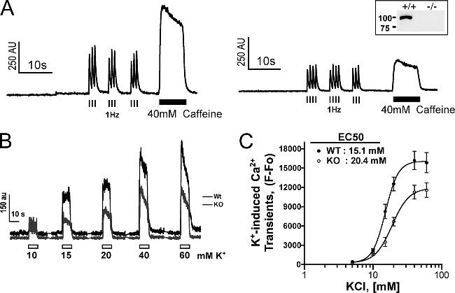 Triadin Antibody in Western Blot (WB)