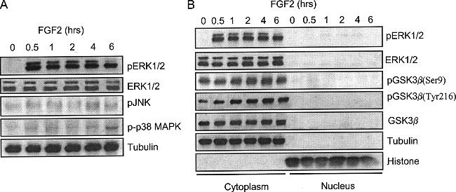 Phospho-GSK3B (Tyr216, Tyr279) Antibody in Western Blot (WB)