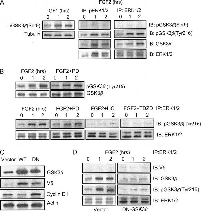 Phospho-GSK3B (Tyr216, Tyr279) Antibody in Western Blot (WB)