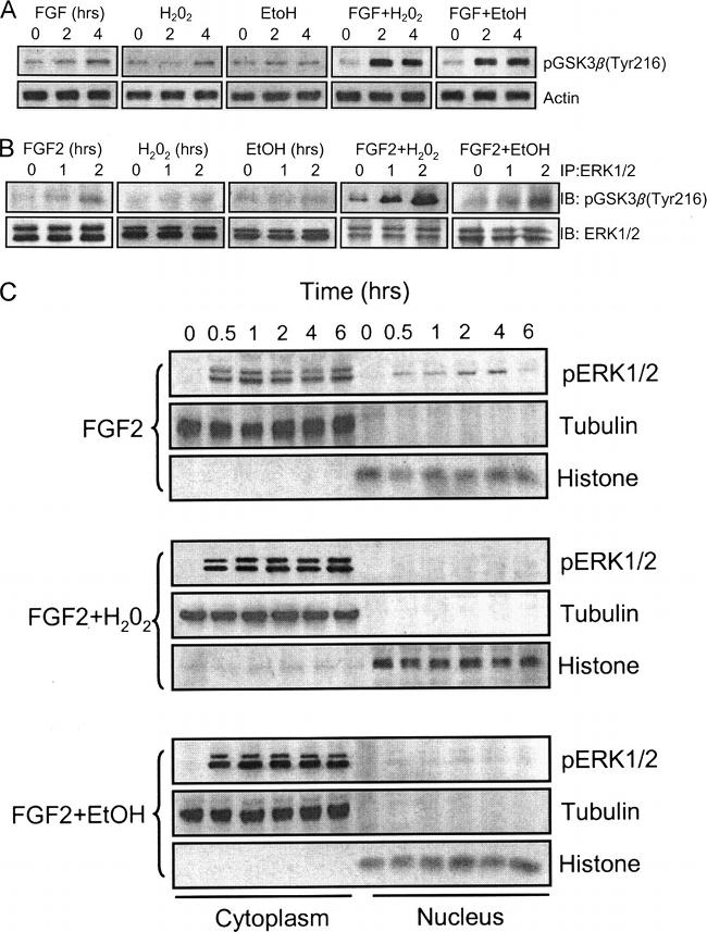 Phospho-GSK3B (Tyr216, Tyr279) Antibody in Western Blot (WB)