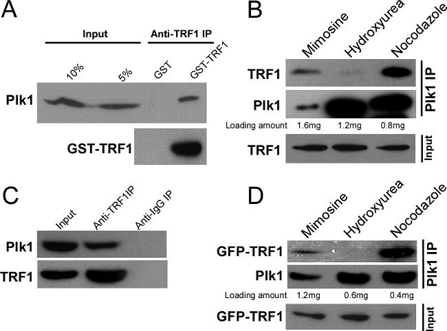 PLK1 Antibody in Western Blot, Immunoprecipitation (WB, IP)