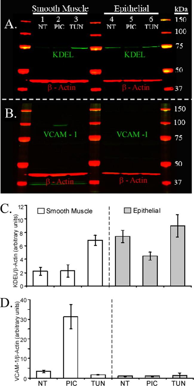 KDEL Antibody in Western Blot (WB)