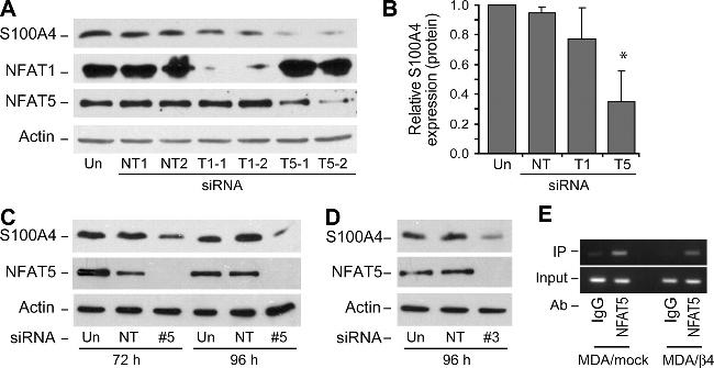 NFAT5 Antibody in Western Blot (WB)